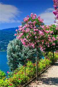 马甲藏不住，假千金炸翻全京圈梦安然秦沐全章节阅读听书全文免费大结局阅读