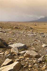 诡异小香猪抖音热门前文+后续