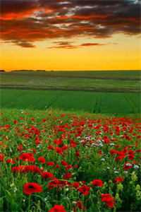 破镜重圆：疯批霸总太缠人伏鸢楼聿在线免费阅读听书