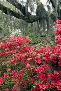 她把爱情困成牢江姝月陆拙言全本免费在线阅读