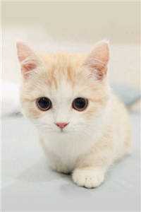 堂姐将我开膛破肚后，我靠天生孕体复仇C500沈墨寒薛婉全文免费阅读完结版阅读